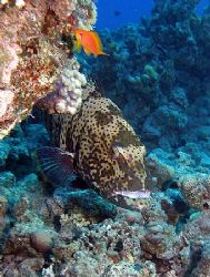Grouper taken at Sharksbay with Olympus SP350. by Anel Van Veelen 